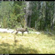 Illustration for article titled First Gray Wolf Pack Since 1924 Recorded in California